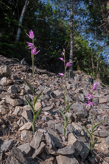 Cephalanthera rubra rød skogfrue