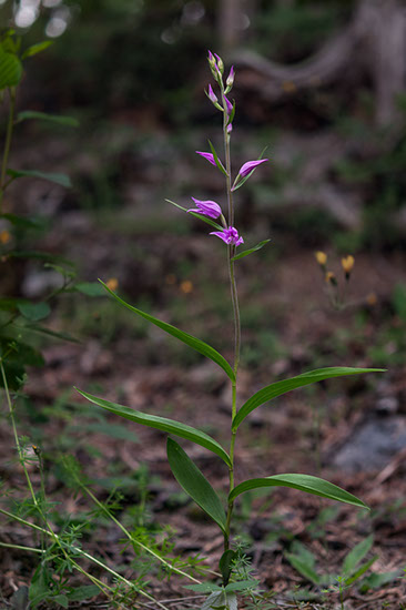 Cephalanthera rubra rød skogfrue