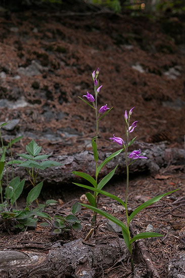 Cephalanthera rubra rød skogfrue