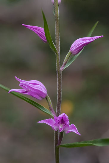 Cephalanthera rubra rød skogfrue