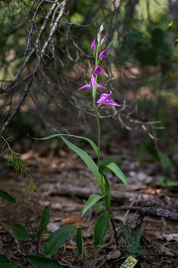 Cephalanthera rubra rød skogfrue