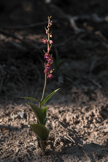 Epipactis atrorubens rødflangre