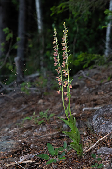 Epipactis atrorubens rødflangre