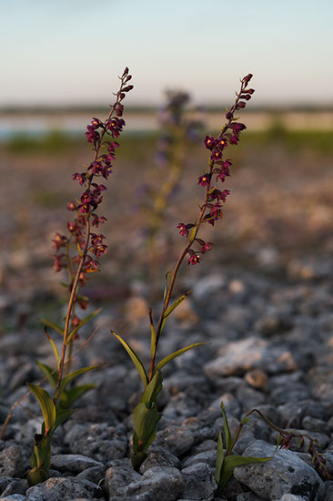 Epipactis atrorubens rødflangre