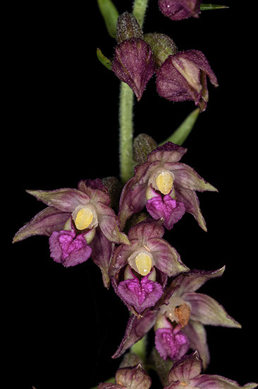 Epipactis atrorubens rødflangre