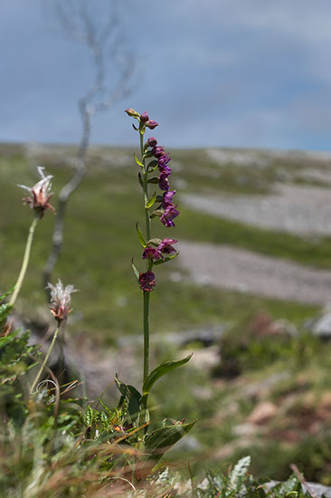 Epipactis atrorubens rødflangre