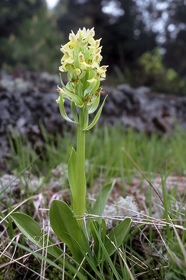 Dactylorhiza sambucina søstermarihånd