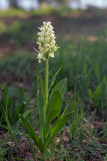 Dactylorhiza sambucina søstermarihånd