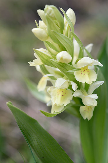 Dactylorhiza sambucina søstermarihånd