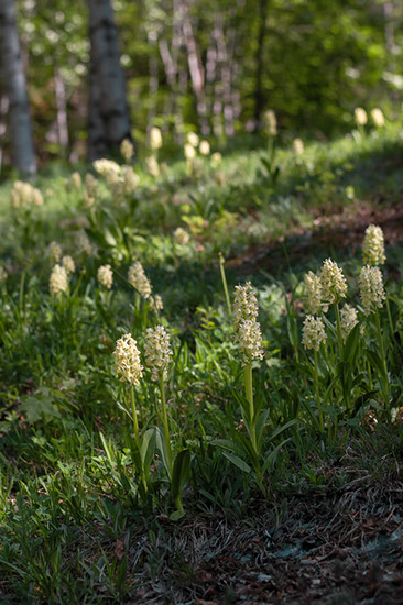 Dactylorhiza sambucina søstermarihånd