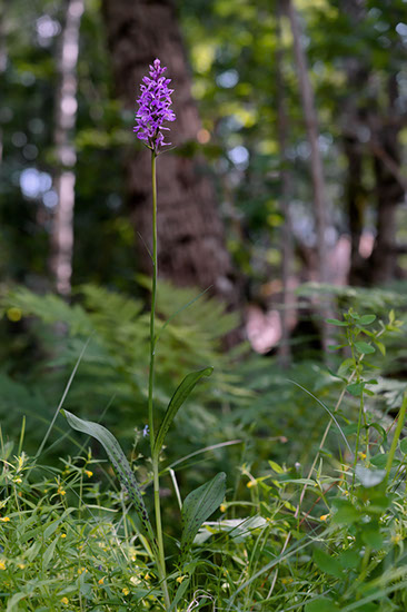 Dactylorhiza maculata blekmarihånd