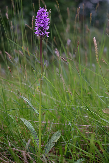 Dactylorhiza maculata blekmarihånd