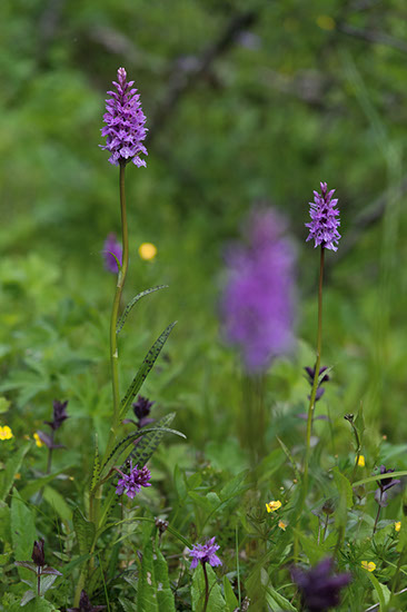 Dactylorhiza maculata blekmarihånd