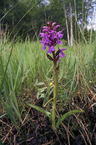 Dactylorhiza majalis ssp. sphagnicola smalmarihånd