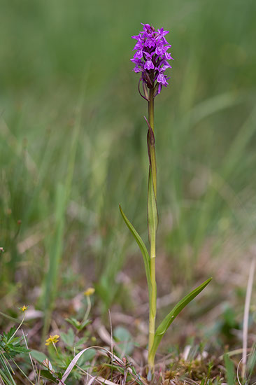 Dactylorhiza majalis ssp. sphagnicola smalmarihånd