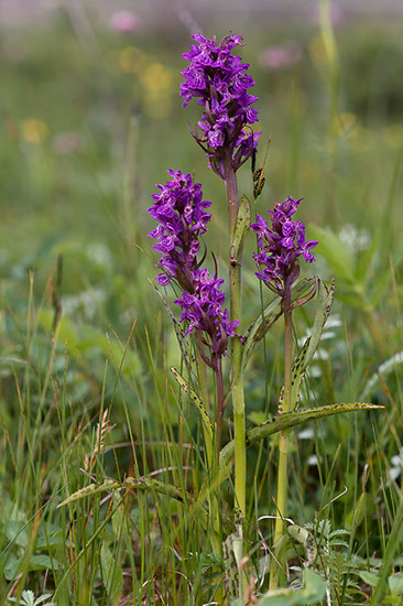 Dactylorhiza majalis ssp. traunsteinerioides solamarihånd