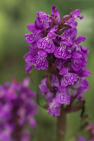 Dactylorhiza majalis ssp. traunsteinerioides solamarihånd