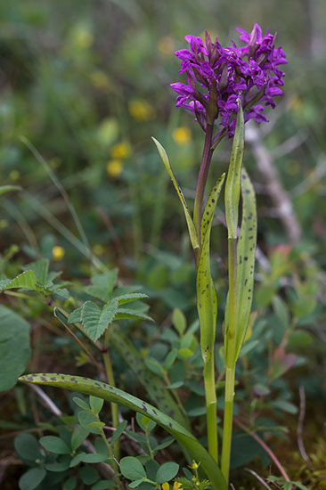 Dactylorhiza majalis ssp. traunsteinerioides solamarihånd