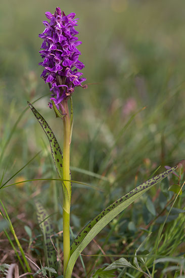 Dactylorhiza majalis ssp. traunsteinerioides solamarihånd