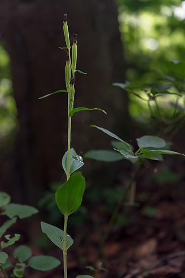 Cephalanthera damasonium stor skogfrue