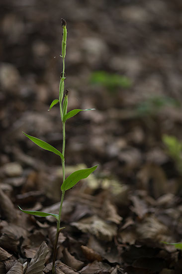 Cephalanthera damasonium stor skogfrue