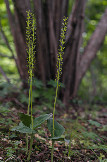 Neottia ovata stortveblad