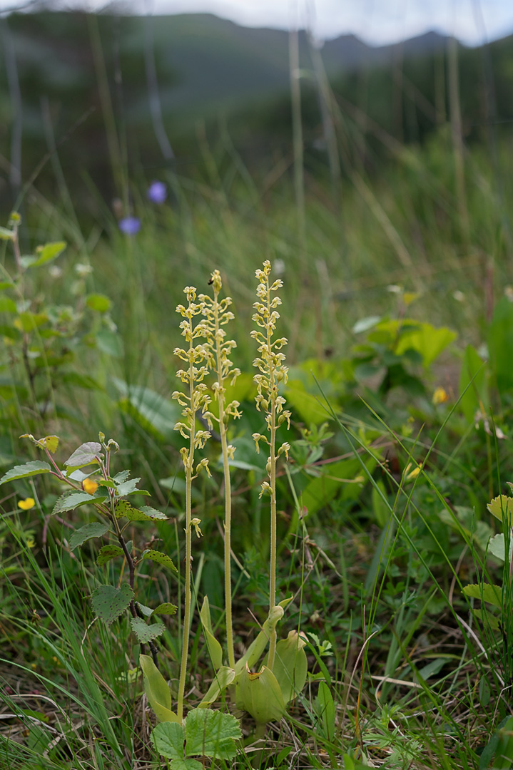 Neottia ovata stortveblad