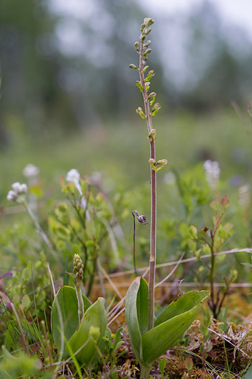 Neottia ovata stortveblad