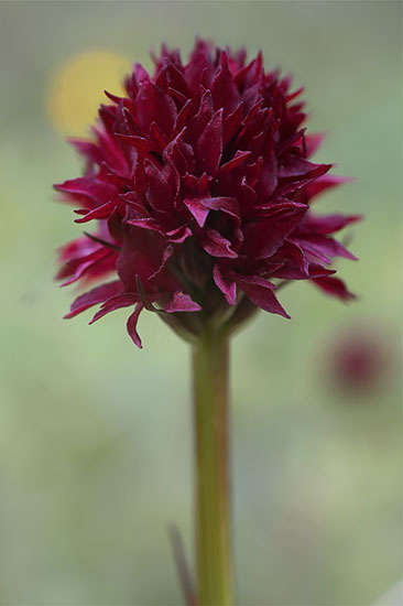 Gymnadenia nigra svartkurle