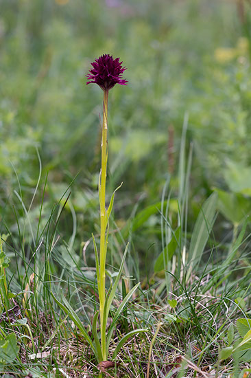 Gymnadenia nigra svartkurle