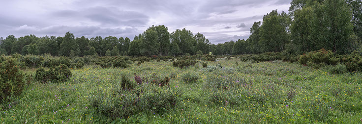 Sølendet svartkurle