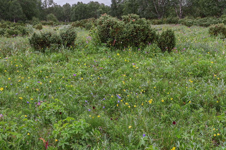 Gymnadenia nigra svartkurle