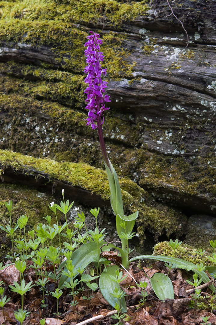 Orchis mascula vårmarihånd