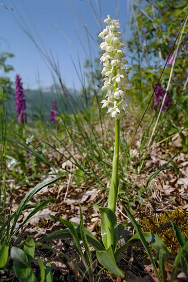 Orchis mascula vårmarihånd