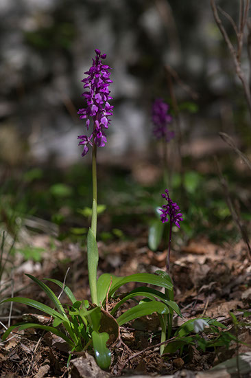 Orchis mascula vårmarihånd