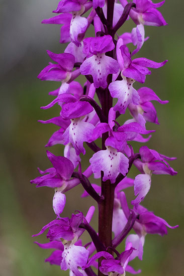 Orchis mascula vårmarihånd