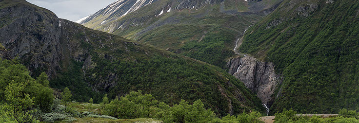 Torvetjønnlia hvitkurle